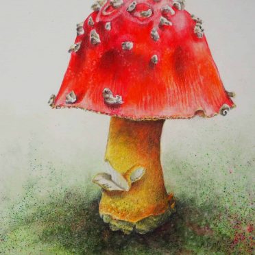 KL. Red-Cap Mushroom. WP